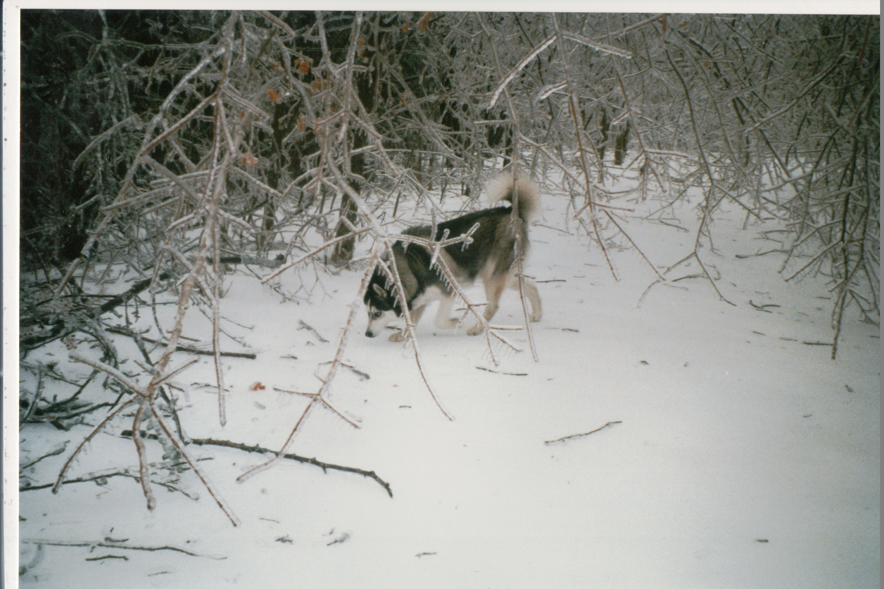 Mike Thorne, Ice Storm ’98 043