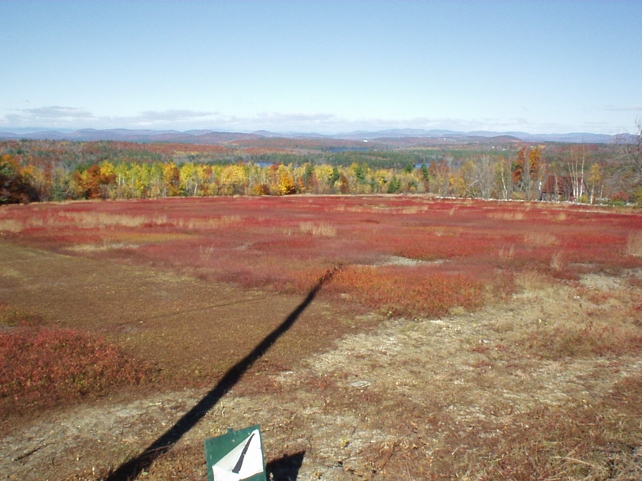 Bob and Barbara Kanes’ blueberry fields, Peaco Hill Road