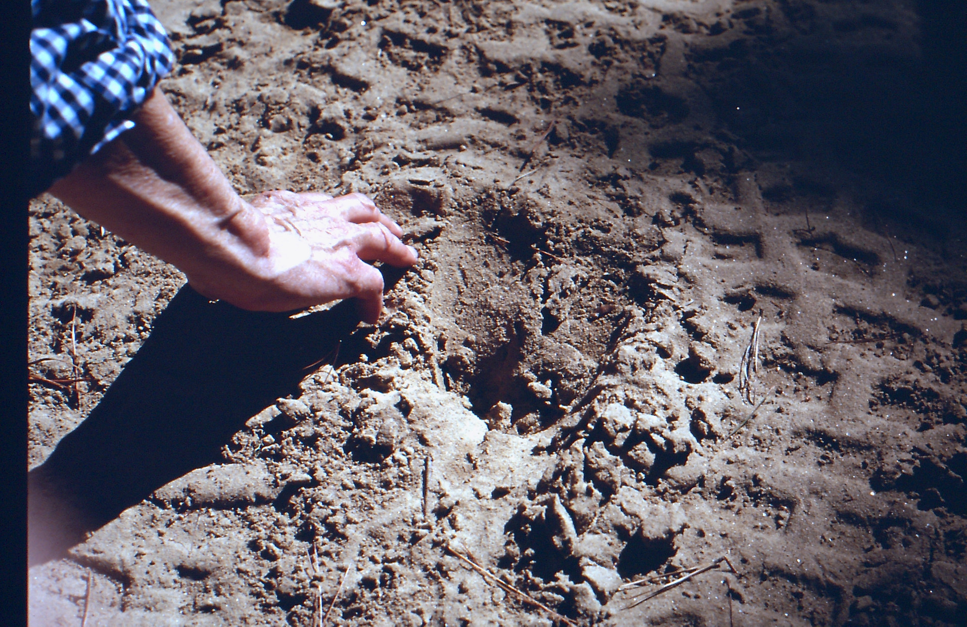 Moose track, Jugtown, 2009