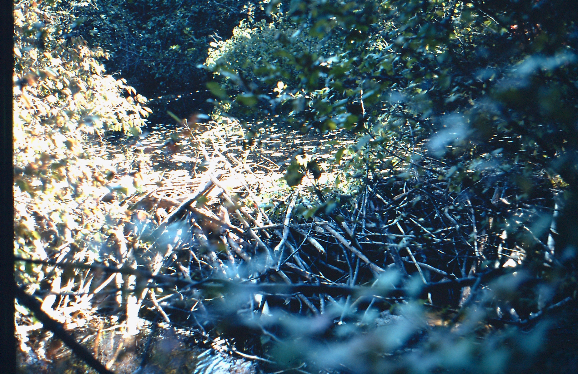 Dam, Jugtown, 2009