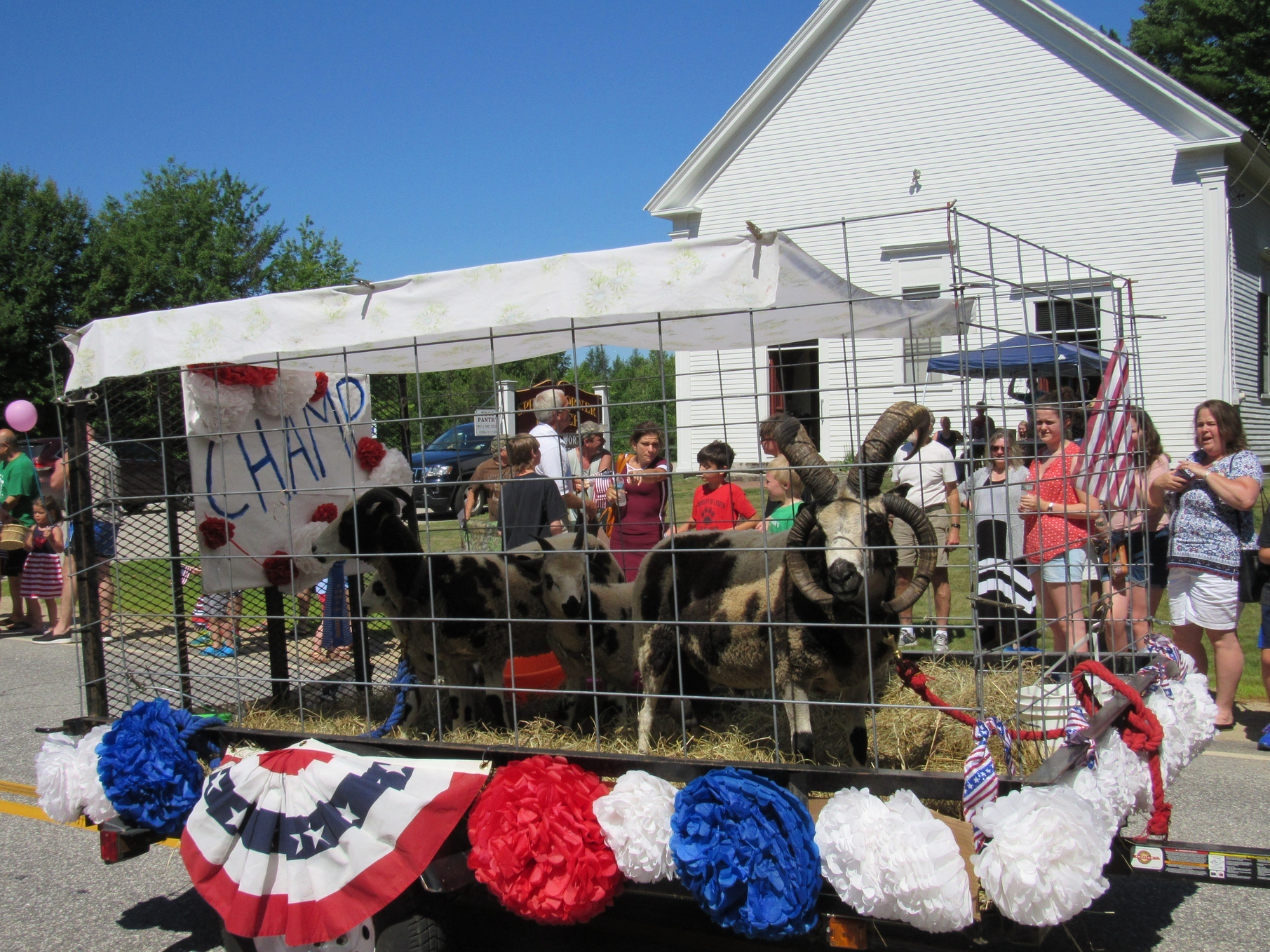 Horned sheep on a decorated parade trailer at the Fourth of July parade.