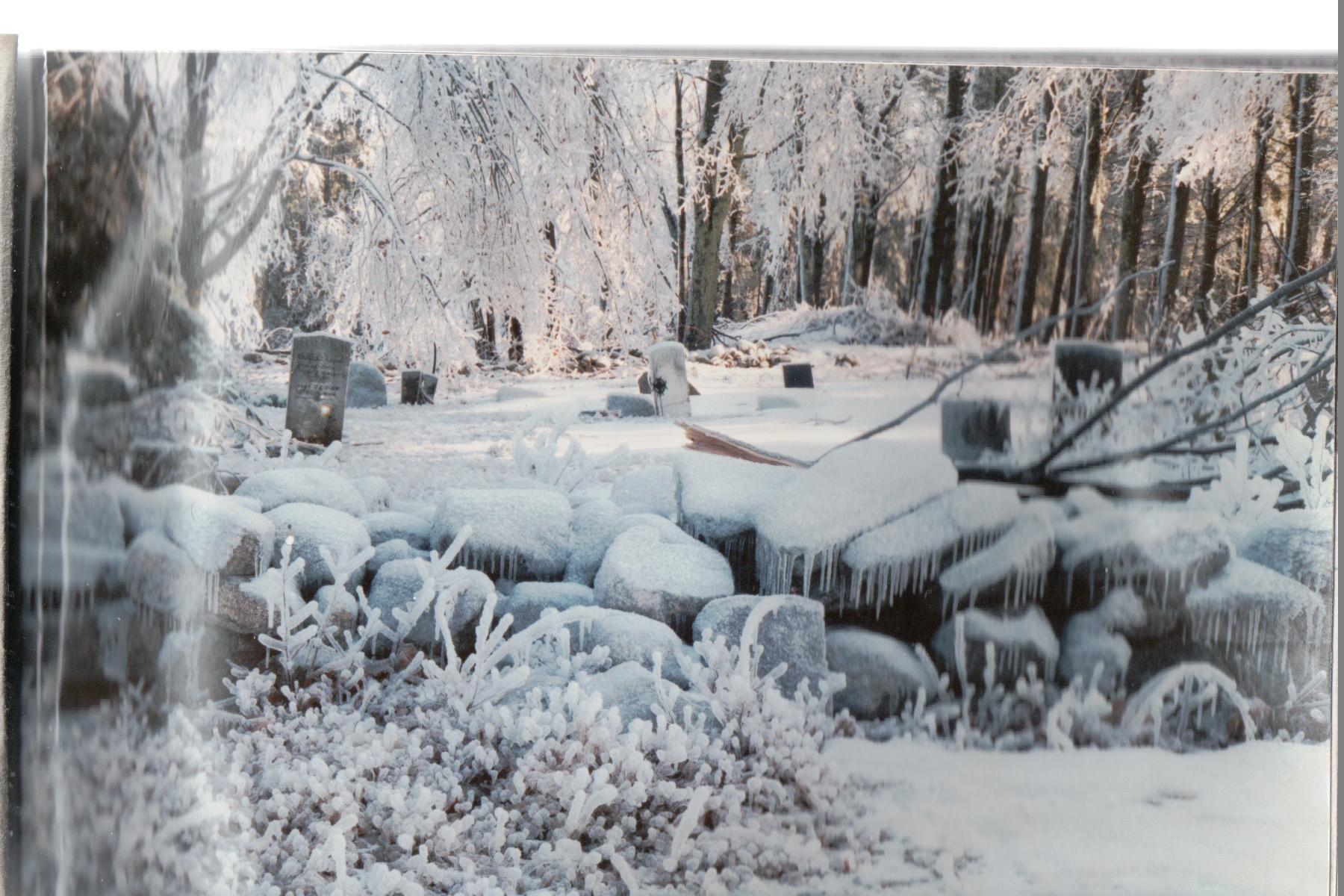 Ice-covered logs and trees