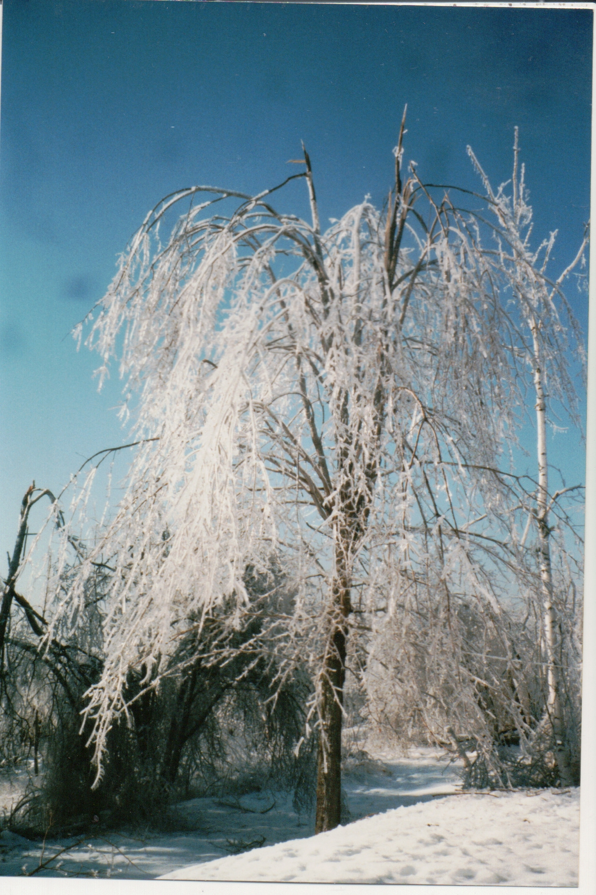 Mike Thorne, Ice Storm ’98 006