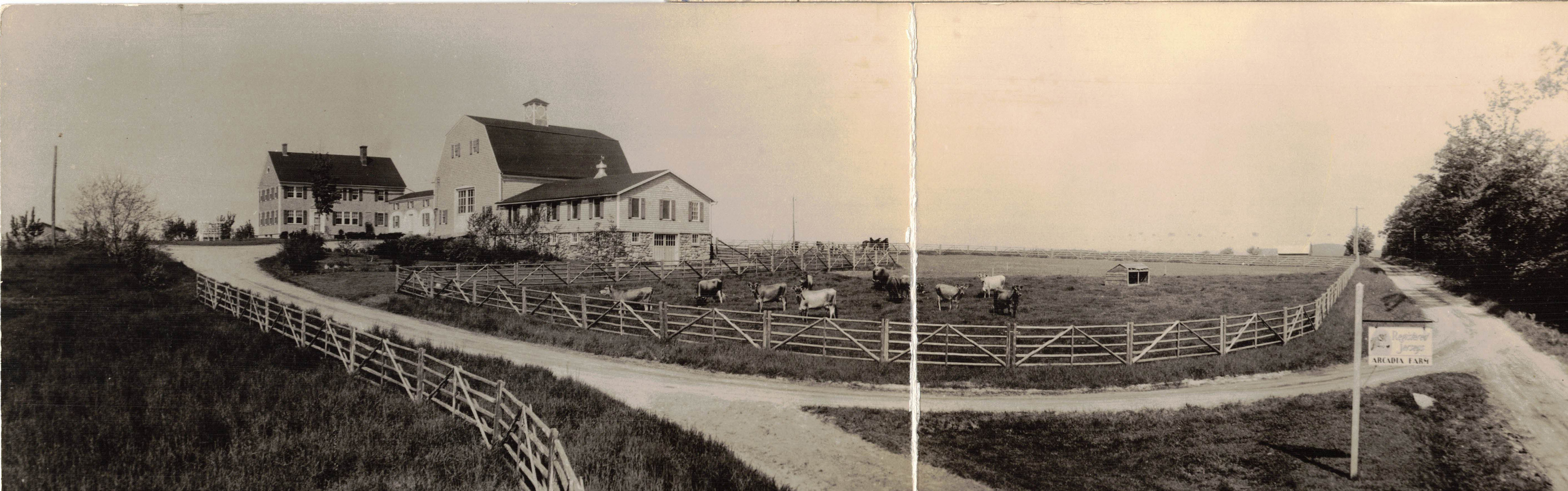 Panorama postcard of Arcadia Farm showing their herd of registered Jersey cows Date unknown, possibly 1940s