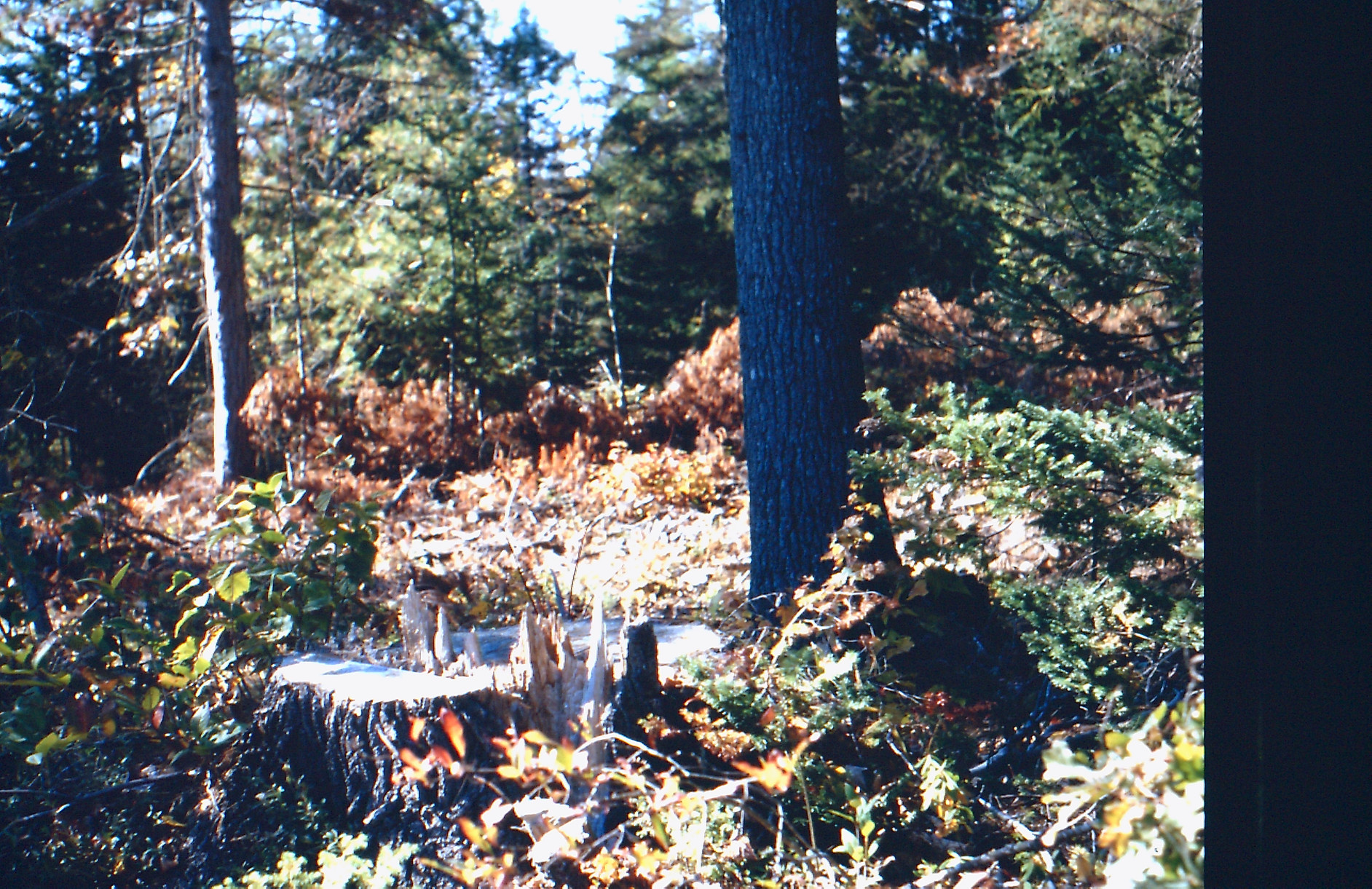 Signs of logging, Jugtown, 2009