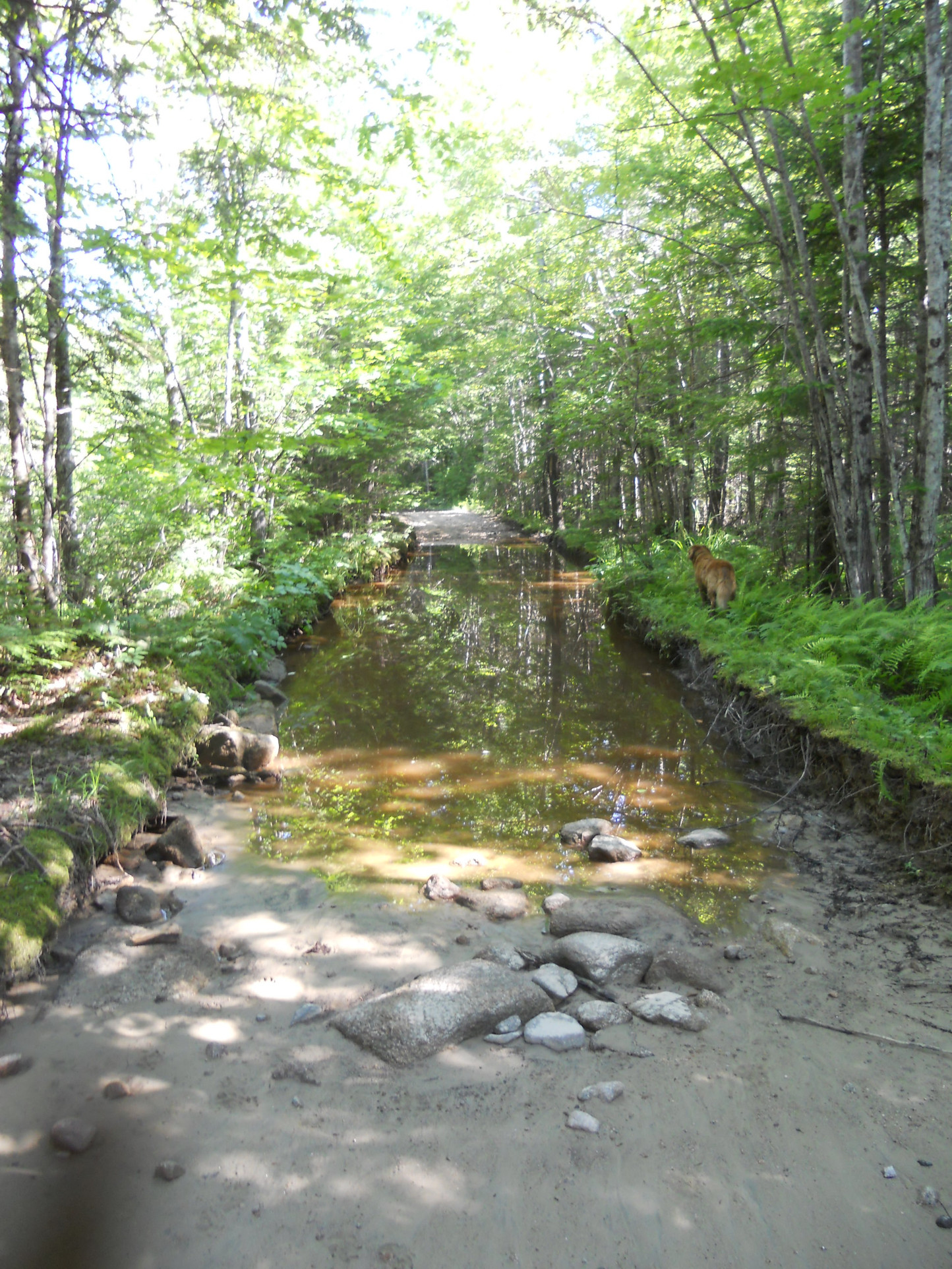 Mud puddle, Jugtown Road, July 2012