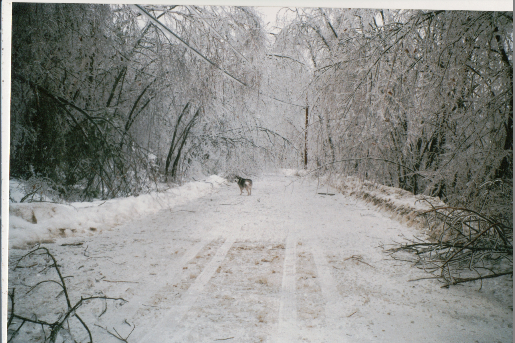 Mike Thorne, Ice Storm ’98 047