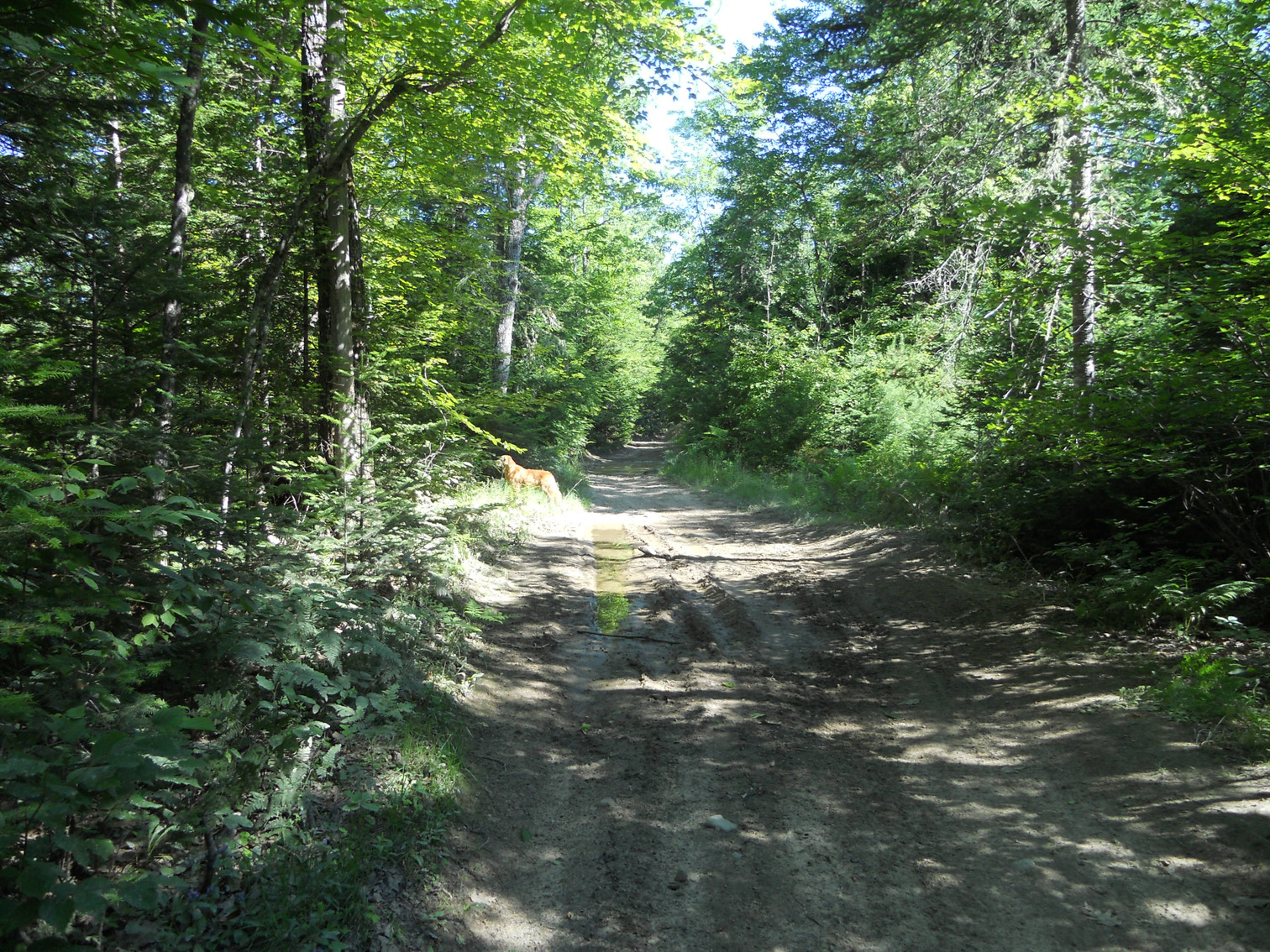 Jugtown Road north of Pipeline Intersection, Jugtown, July 2012
