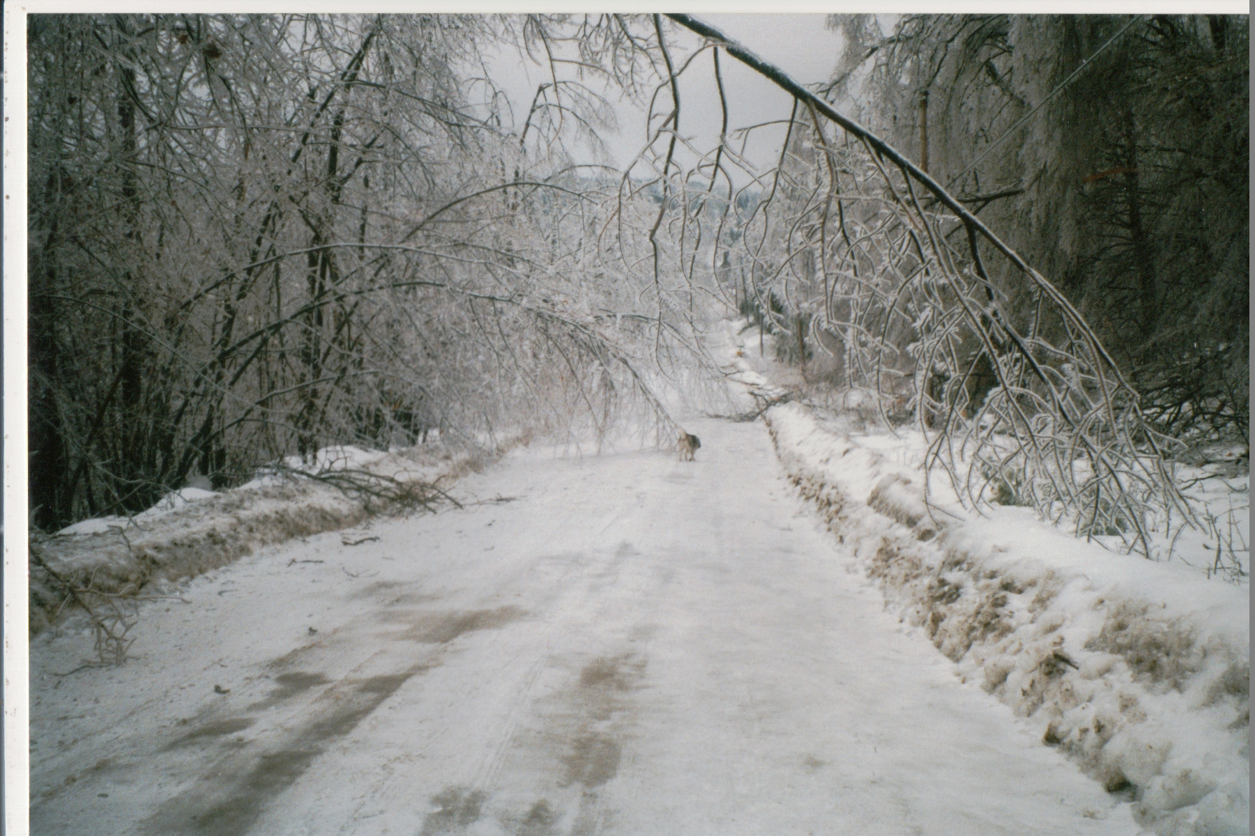 Mike Thorne, Ice Storm ’98 050