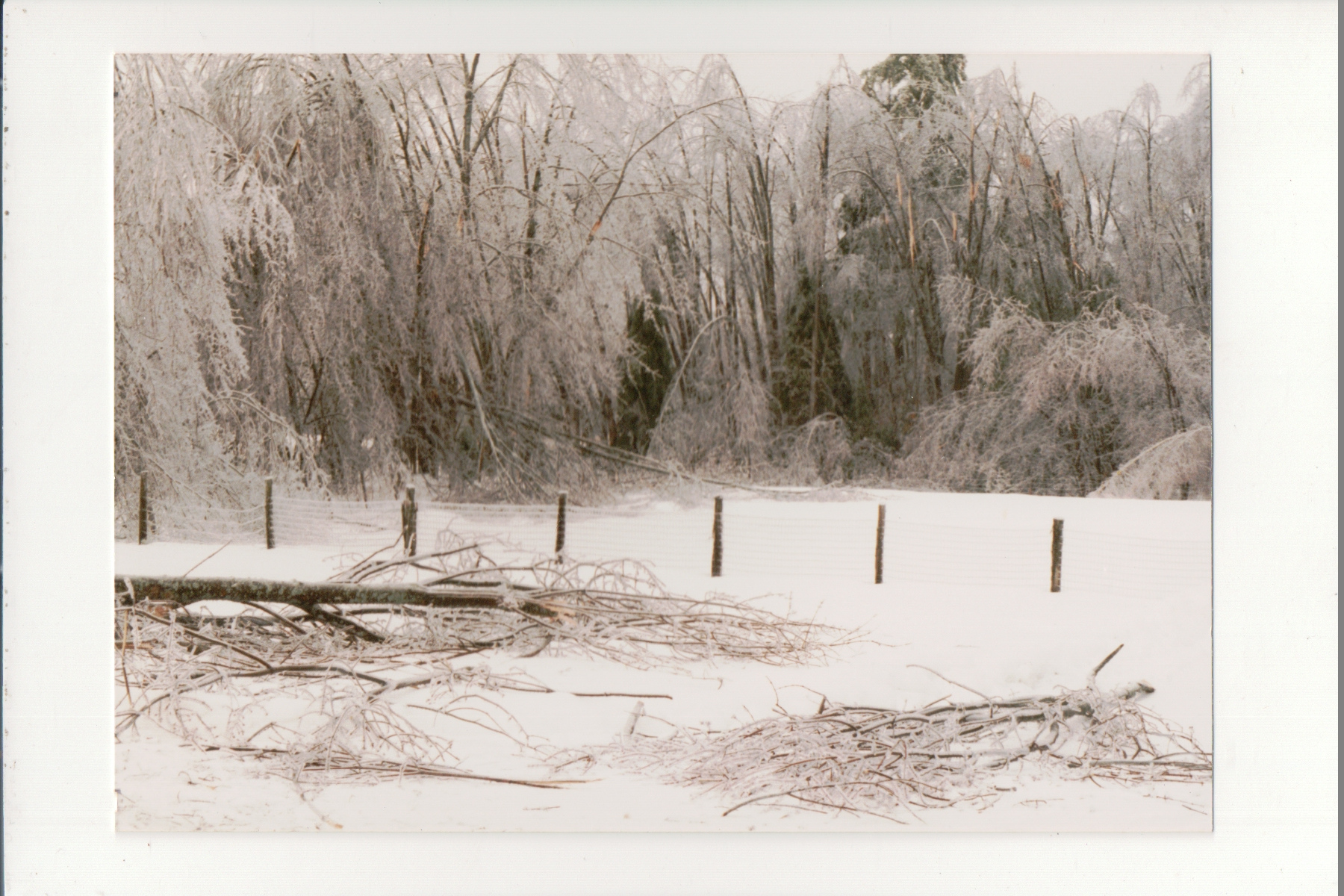 Jacksons’ pasture second photo